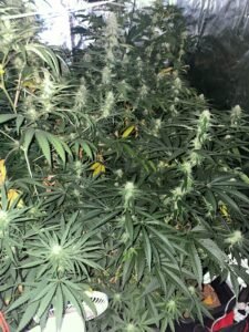 Polícia Civil prende homem que cultivava maconha em residência em Praia Grande