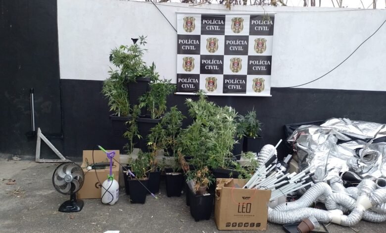 Polícia Civil prende homem que cultivava maconha em residência em Praia Grande