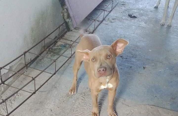 Polícia Civil localiza cachorro furtado de residência em Mongaguá, SP