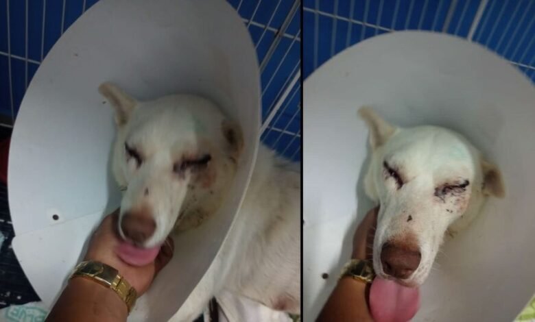 Cão é espancado por morador de Itanhaém e corre risco de ficar cego