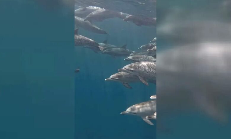 VÍDEO - Grupo de golfinhos-pintados-do-atlântico são flagrados nadando em Bertioga, SP