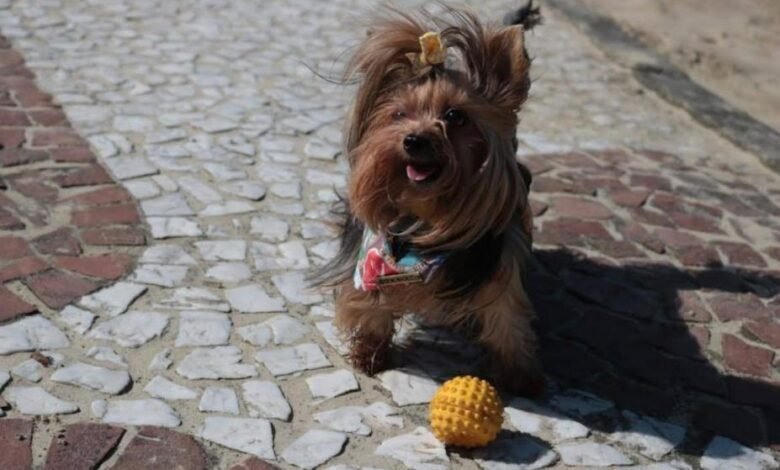 Estabelecimentos comerciais de Santos vão ganhar selo pet friendly