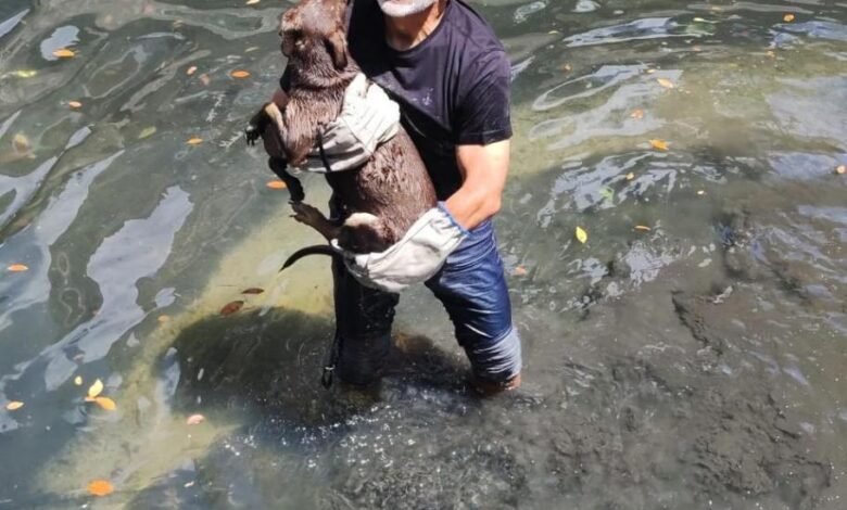 Secretário ajuda resgatar cadela caída em canal de Santos