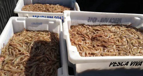 Temporada do defeso do camarão começa no Litoral Norte