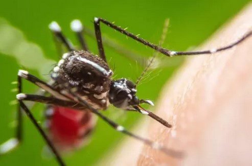 Cidades do Litoral Norte tem alta superior a 100% de casos de dengue