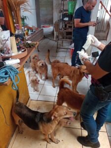 Homem é preso por maus tratos a animais na cidade de Itanhaém