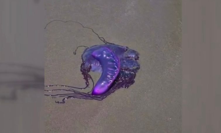 Caravela-portuguesa é flagrada por banhistas em Praia Grande