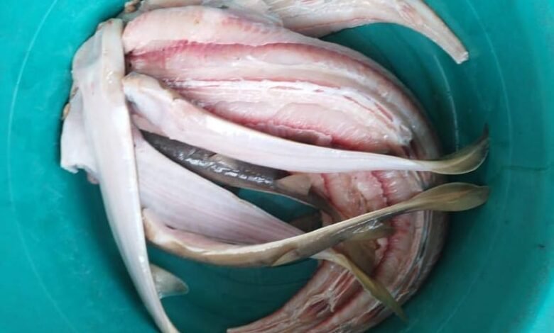 Polícia flagra pesca de raia ameaçada de extinção em Ubatuba