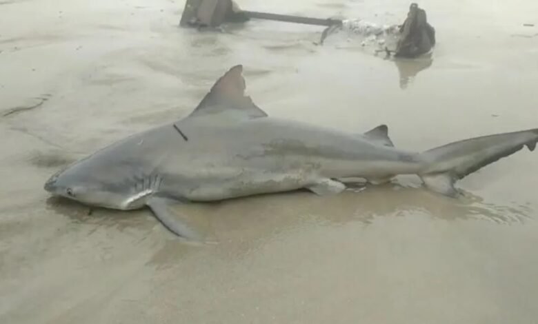 VÍDEO - Tubarão aparece na areia de Praia em São Vicente