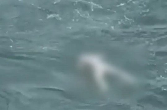 Corpo é encontrado boiando em praia de Guarujá
