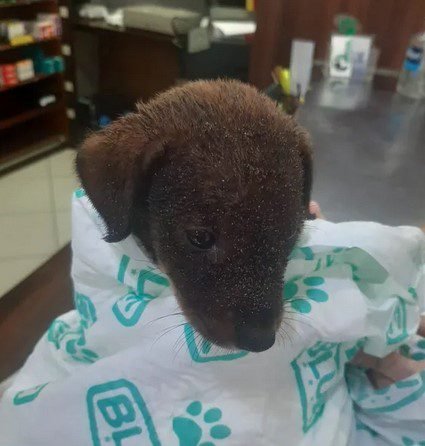 Filhote de cão é resgatado após ser jogado em morro de Santos