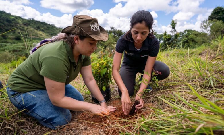 Dia Nacional da Conscientização sobre as Mudanças Climáticas: 5 motivos para fazer do reflorestamento a sua causa