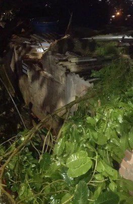 Oito casas são destruídas após quedas de árvores no Guarujá