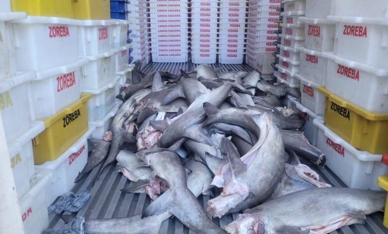 Polícia ambiental flagra armazenamento e transporte irregular de pescado