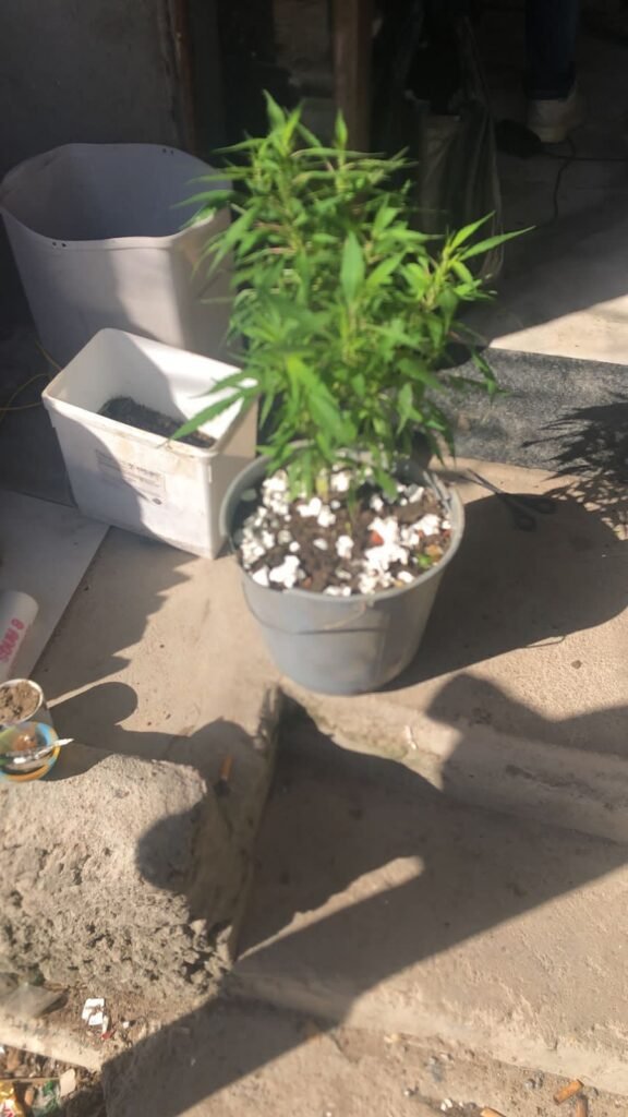 Depósito de drogas em São Vicente é descoberto pela Polícia