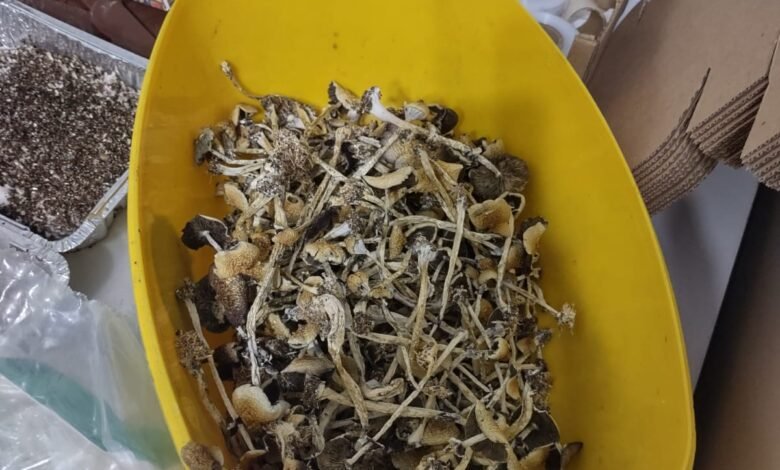 VÍDEOS - Homem é preso por vender cogumelos alucinógenos feitos em 'estufa' dentro de casa