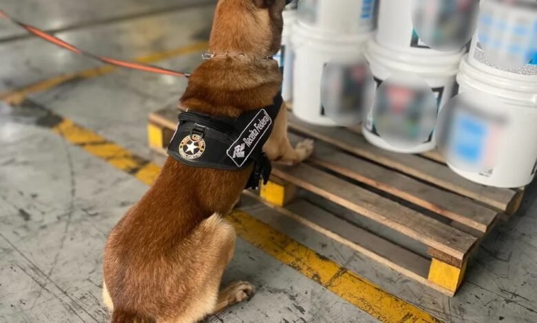 Cão farejador encontra 200kg de Cocaína no Porto de Santos