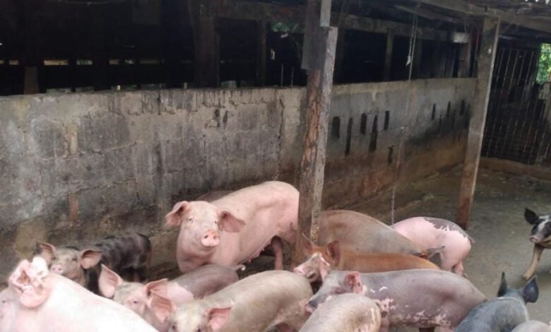 Força-tarefa resgata cerca de 150 animais de local insalubre em São Vicente