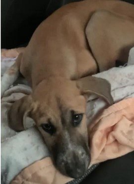 Cadela é abandonada e sofre parada cardíaca em Praia Grande