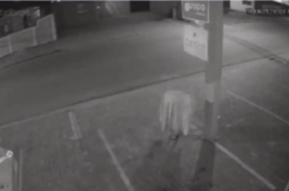 VÍDEO - Homem usa lençol para roubar fiação elétrica e é confundido com fantasma