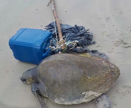 Tartaruga-oliveira é encontrada com ferimentos no meio de entulho no Litoral Sul