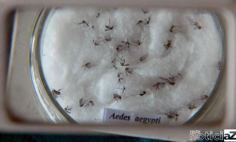 Nova vacina contra a dengue chega ao Brasil na próxima semana