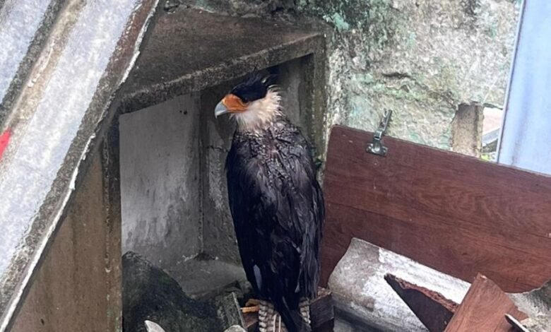 Falcão Carcará é resgatado pela Guarda Ambiental