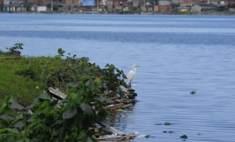 Feto é encontrado na Largo da Pompeba, em São Vicente