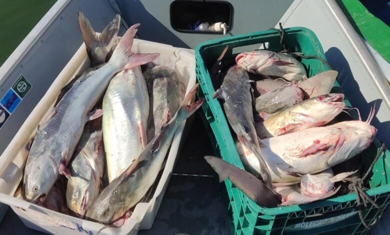 100kg de Peixe são apreendidos pela Polícia Ambiental
