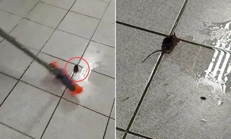 Pombo é encontrado dentro de caixa d´água de escola em Cubatão