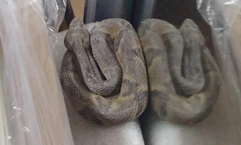 Jararaca é resgatada pela Guarda Municipal de Guarujá
