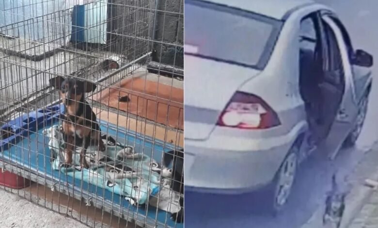 Mulher que abandonou cachorro em Bertioga é presa