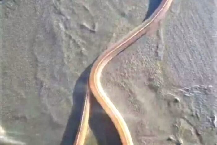 VÍDEO - Presença de 'cobra fantasma' no Litoral intriga banhistas