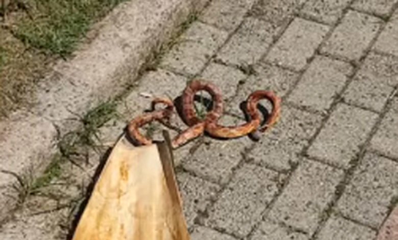 Cobra exótica dos Estados Unidos é encontrada atropelada no Litoral de São Paulo