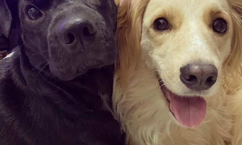 pets Influenciadores