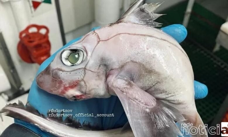 Pescador Norueguês encontra "peixe-frankenstein"