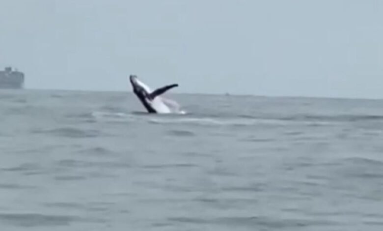 VÍDEO - Baleia é flagrada dando um show no Litoral de SP
