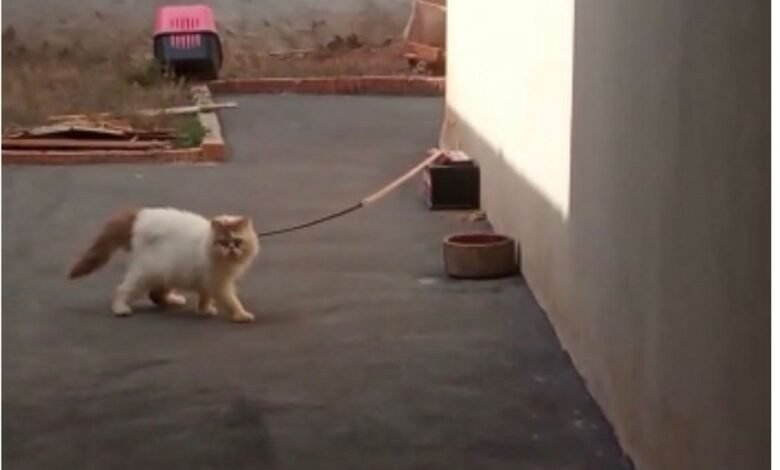 Homem é preso por Maus Tratos a Animais