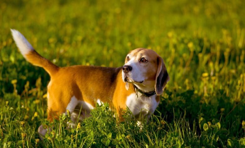 A hérnia de disco é um risco aos cães "salsichas"
