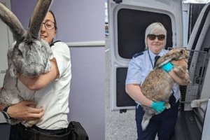 ONG resgata 47 coelhos gigantes vítimas de maus-tratos