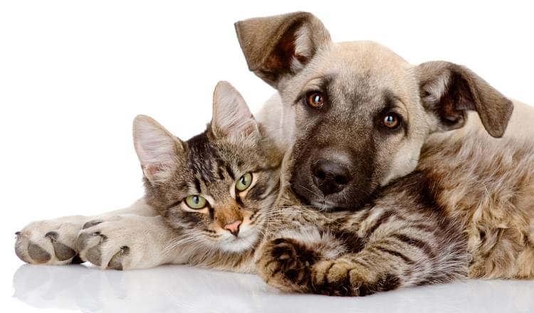 Castração gratuita em cães e gatos no município