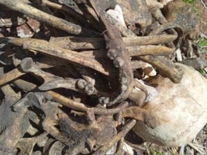 Ossada humana é encontrada em fazenda