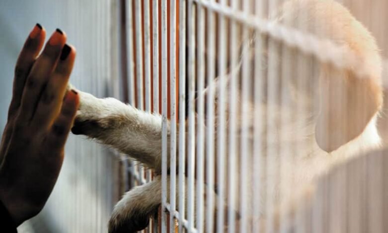 O Brasil, que já conta com aproximadamente 30 milhões de animais vivendo nas ruas. A campanha Dezembro Verde visa combater o abandono de animais,