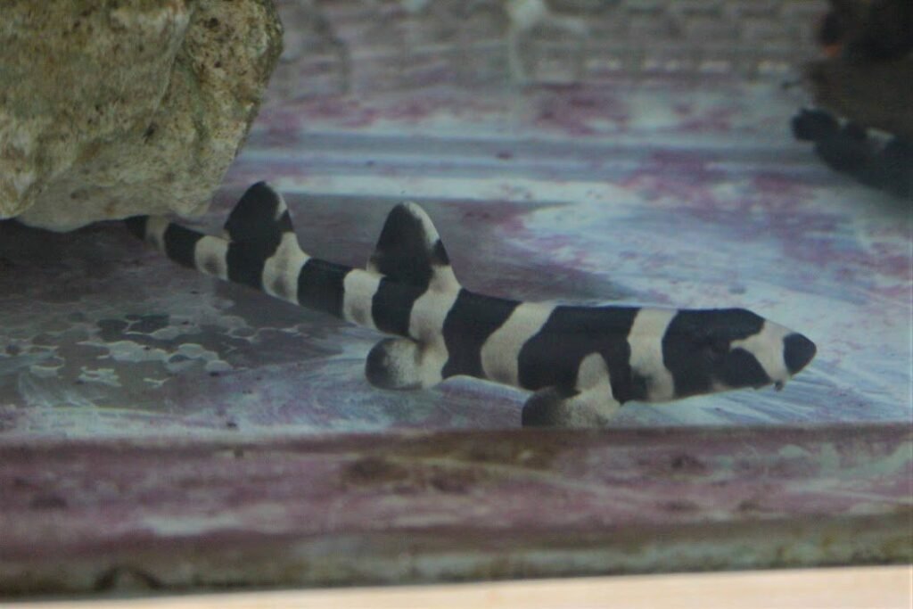 Filhotes de tubarão-bambu nascem no Aquário de Santos