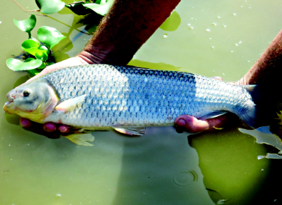 Polícia Ambiental aplica multa em pescador por pesca irregular