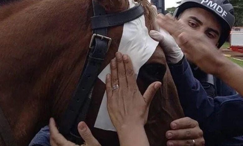 VÍDEO: Cavalo é agredido por terroristas bolsonaristas e vídeo causa comoção