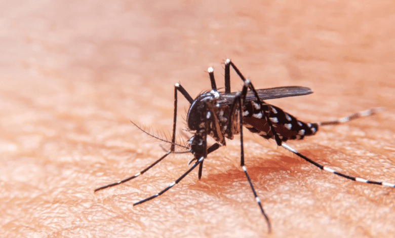 Cajobi registra 309 casos de dengue em 2023