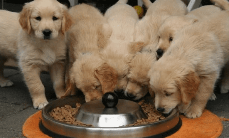 Ração ou alimentação natural para cães: prós e contras na hora de escolher