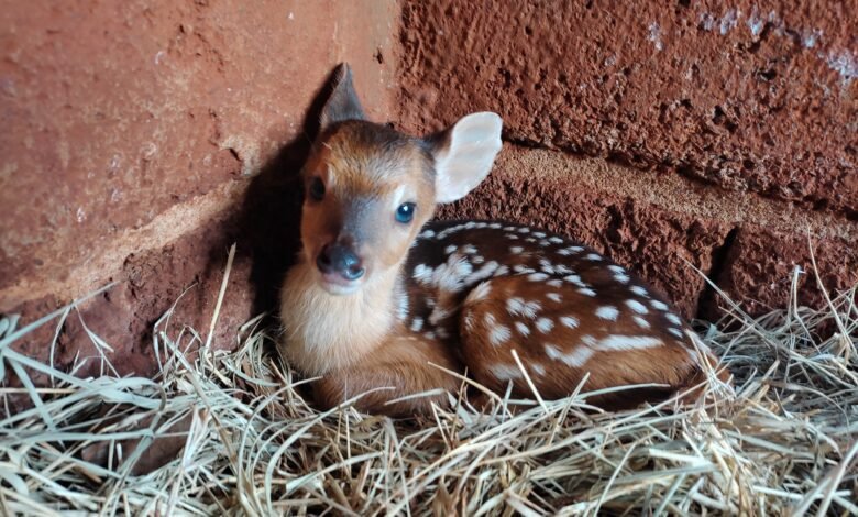 Zoológico ganha novo morador: um filhote de veado catingueiro
