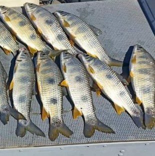 Pescadores são autuados por pesca irregular durante patrulhamento náutico